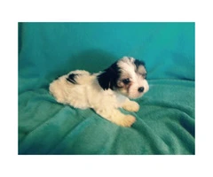 Yorkie mix puppies available - 5