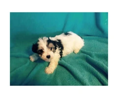 Yorkie mix puppies available - 6