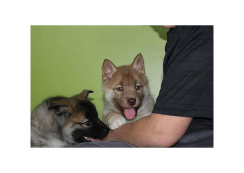 Norwegian Elkhound puppies for Sale