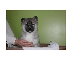 Norwegian Elkhound puppies for Sale - 2