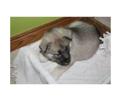 Norwegian Elkhound puppies for Sale - 3