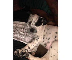 8 weeks old Dalmatian puppy for sale - 2