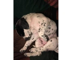 8 weeks old Dalmatian puppy for sale - 4