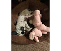 8 weeks old Dalmatian puppy for sale - 5