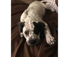 8 weeks old Dalmatian puppy for sale - 6
