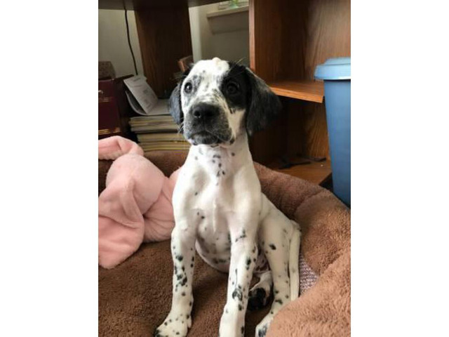 8 weeks old Dalmatian puppy for sale in Orlando, Florida