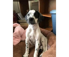 8 weeks old Dalmatian puppy for sale - 7