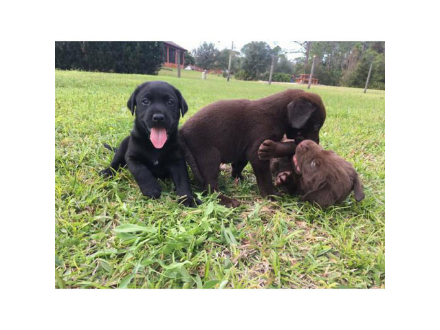 AKC chocolate and black lab puppies available in Longwood ...