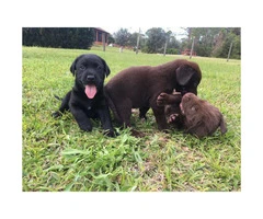 AKC chocolate and black lab puppies available