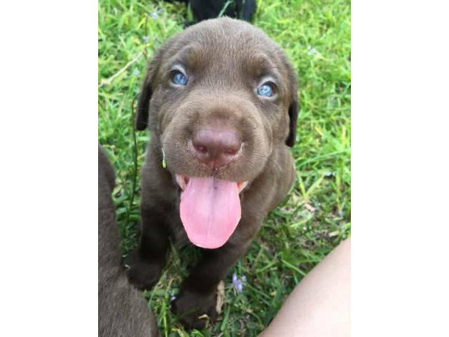 AKC chocolate and black lab puppies available in Longwood ...