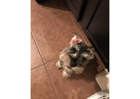 4 months old Mini Schnauzer puppy for sale