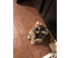 4 months old Mini Schnauzer puppy for sale