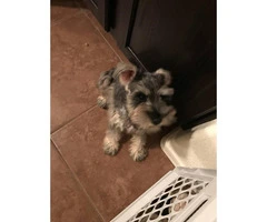 4 months old Mini Schnauzer puppy for sale - 3
