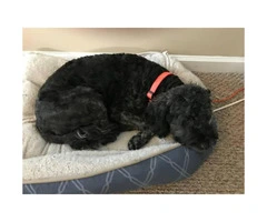 Black Goldendoodle Puppy for Sale