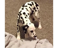Female Dalmatian puppy for sale 17 weeks old
