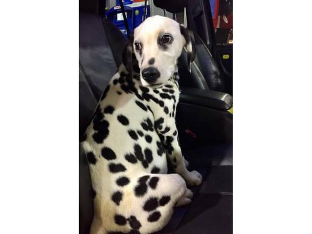 Female Dalmatian puppy for sale 17 weeks old in Miami