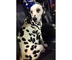 Female Dalmatian puppy for sale 17 weeks old - 2