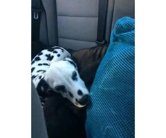 Female Dalmatian puppy for sale 17 weeks old - 3