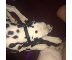 Female Dalmatian puppy for sale 17 weeks old - 4