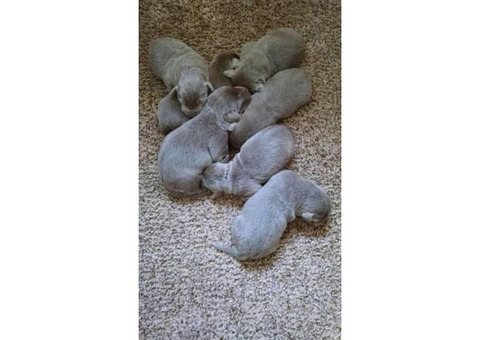 Puppies for Sale Near Me