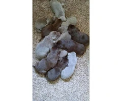 AKC Registered Silver Lab Puppies for Sale - 2
