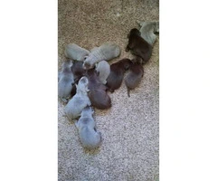 AKC Registered Silver Lab Puppies for Sale - 3