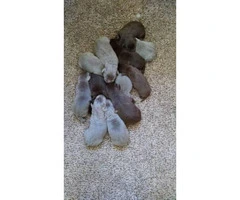 AKC Registered Silver Lab Puppies for Sale - 4