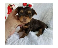 11 weeks old teacup tiny Yorkie puppies for sale