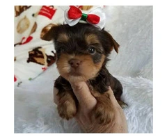 11 weeks old teacup tiny Yorkie puppies for sale - 2