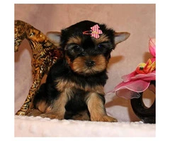 11 weeks old teacup tiny Yorkie puppies for sale - 3