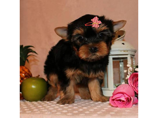 11 weeks old teacup tiny Yorkie puppies for sale in