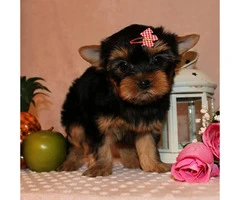 11 weeks old teacup tiny Yorkie puppies for sale - 4
