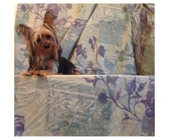 Yorkshire Terrier babies puppies for sale - 2