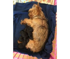 Yorkshire Terrier babies puppies for sale - 3