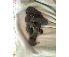Yorkshire Terrier babies puppies for sale - 4