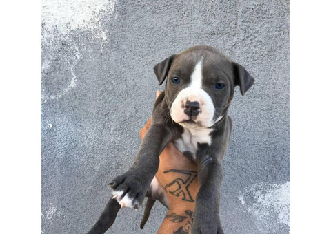 UKC registered American Bully Puppies