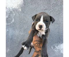 UKC registered American Bully Puppies - 1