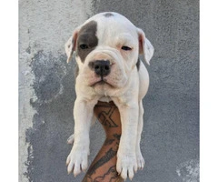 UKC registered American Bully Puppies - 2