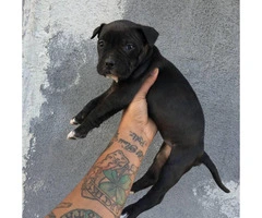 UKC registered American Bully Puppies - 3