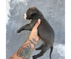 UKC registered American Bully Puppies - 5