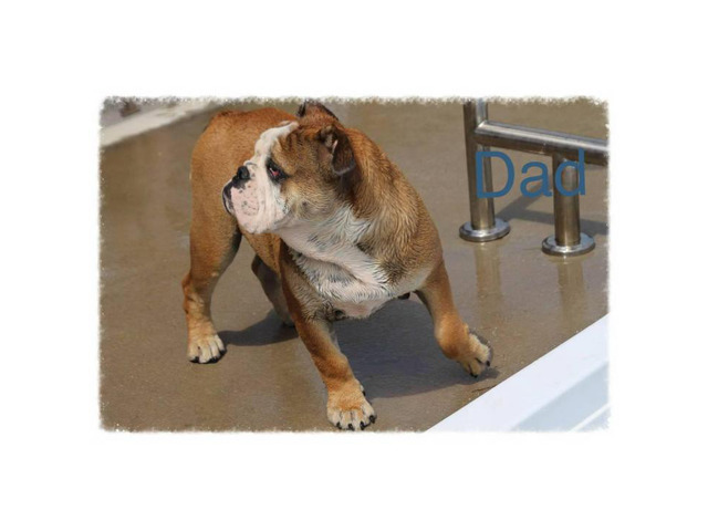 English Bulldog Puppies CKC registered in Mobile, Alabama