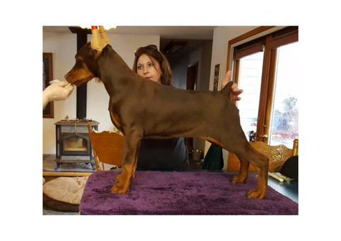 4 red male Doberman puppies for sale