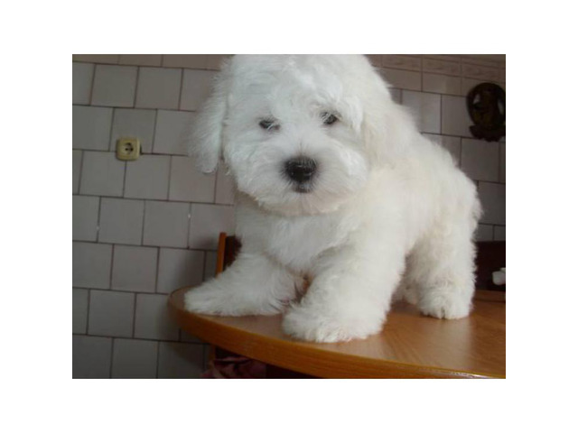 2 adorable Coton De Tulear Puppies for sale in Los Gatos