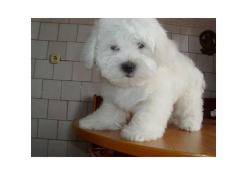2 adorable Coton De Tulear Puppies for sale