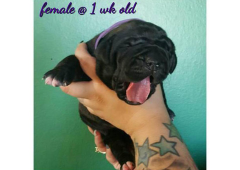 Presa Canario Puppies Champion bloodlines