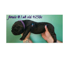 Presa Canario Puppies Champion bloodlines in El Paso ...