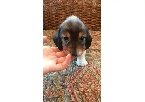 5 Miniature Dachshund puppies need a new forever home