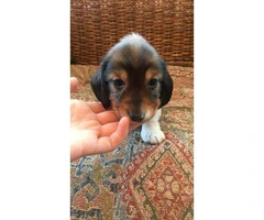 5 Miniature Dachshund puppies need a new forever home