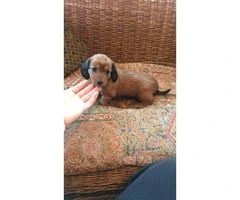 5 Miniature Dachshund puppies need a new forever home - 2