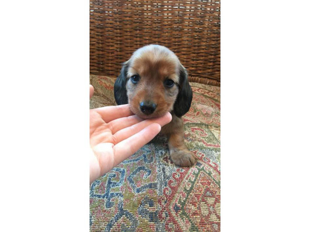 5 Miniature Dachshund puppies need a new forever home in